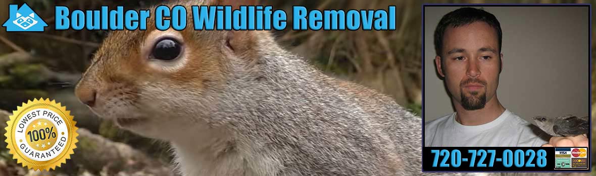 Boulder Wildlife and Animal Removal